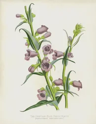 Le Pentstemon Bleu Gentiane, Pentstemon Gentianoides
